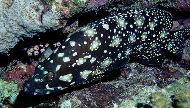 White Spotted Grouper Size: SHOW  8" and Above