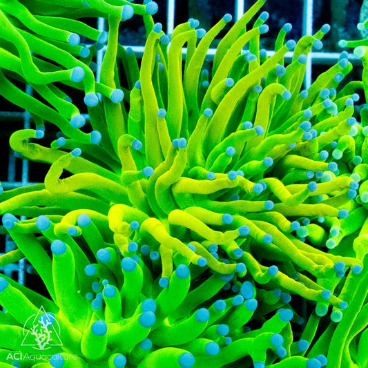 Holy Grail Torch Coral Grade A Size: L 2" to 3" Approx Frag