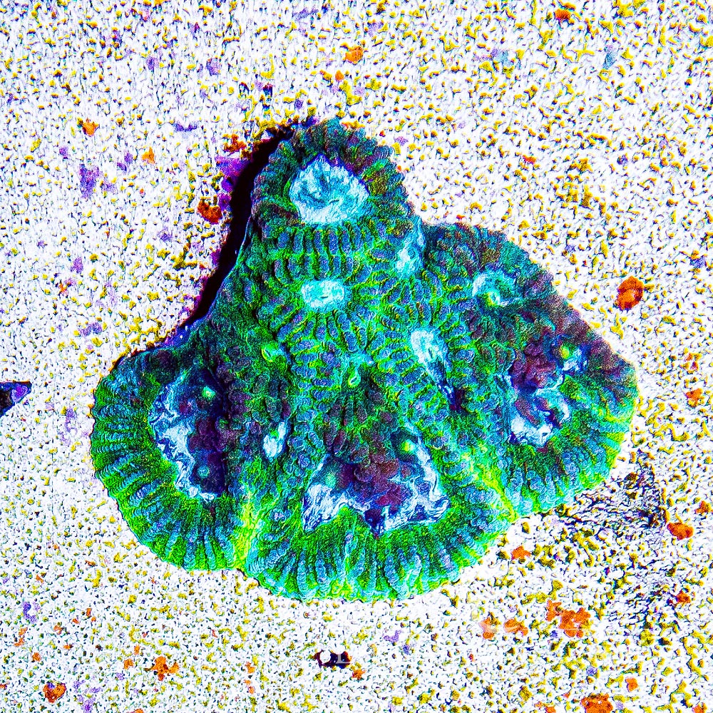 Electric Eyes Favia Frag (Aquacultured) Size: M 0.75" to 1" Approx Frag