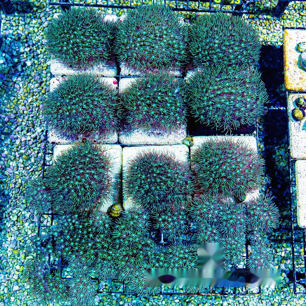 Wave Blaster Pipe Organ Frag (Aquacultured) Size: M 0.75" to 1" Approx Frag
