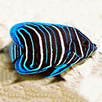 Blueface Angelfish Juvenile Size: M 2"-3" - Violet Aquarium 