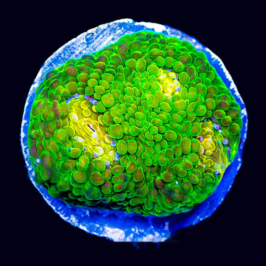 Radiant Glow Chalice Frag (Aquacultured) Size: M 0.75” to 1” Approx Frag
