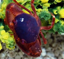 Acropora Crab