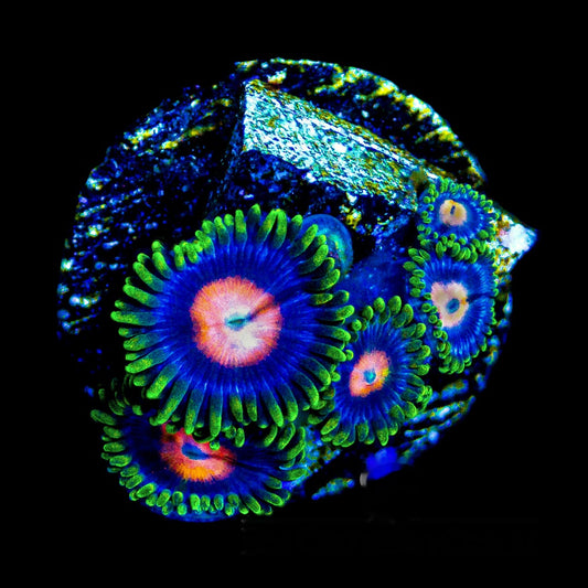Aquacultured Blow Pops Zoanthid Frag (4+ Polyp Average) Size: M 0.75” to 1” Frag