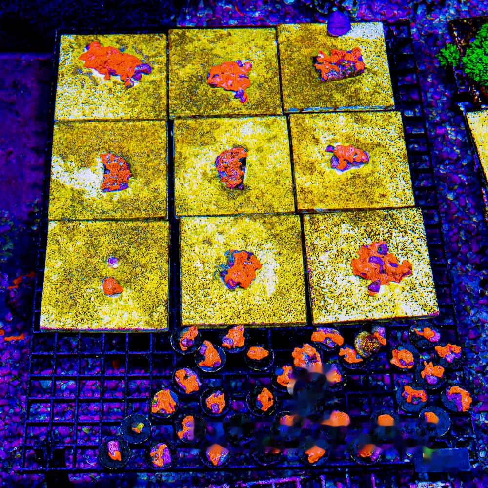 Combustion Web Sponge Frag (Aquacultured) Size: M 0.75" to 1" Approx Frag