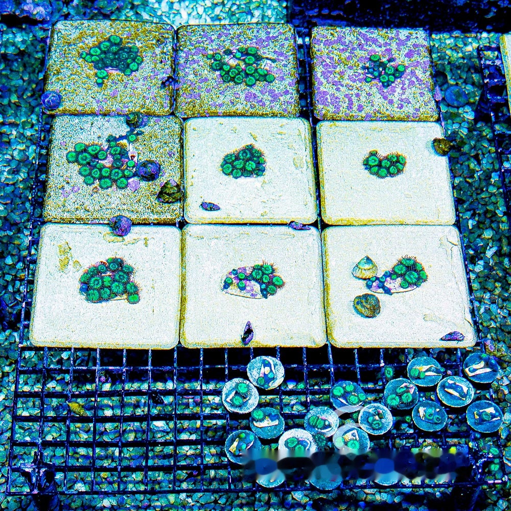Aquacultured Tidal Gardens Mean Green Zoanthid Frag (4+ Polyp Average) Size: M 0.75” to 1” Frag