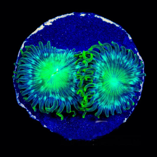 Aquacultured Verdant Grove Zoanthid Frag (2+ Polyp Average) Size: M 0.75” to 1” Frag