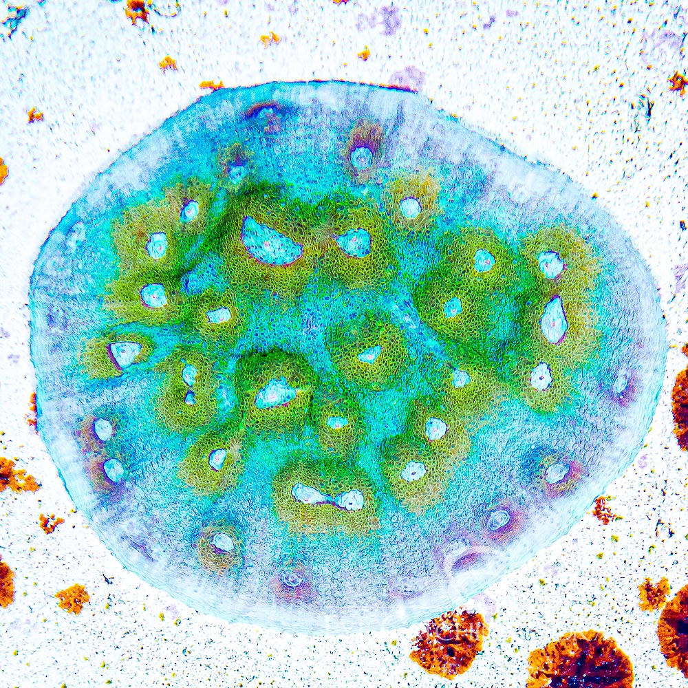 Space Jump Chalice Frag (Aquacultured) Size: M 0.75" to 1" Approx Frag \