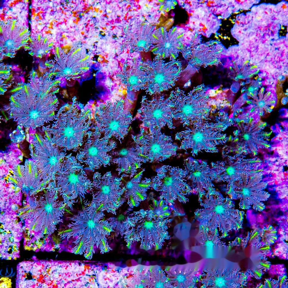 TSA Lemon Laser Clove Polyp Frag (Aquacultured) Size: M 0.75” to 1” Approx Frag
