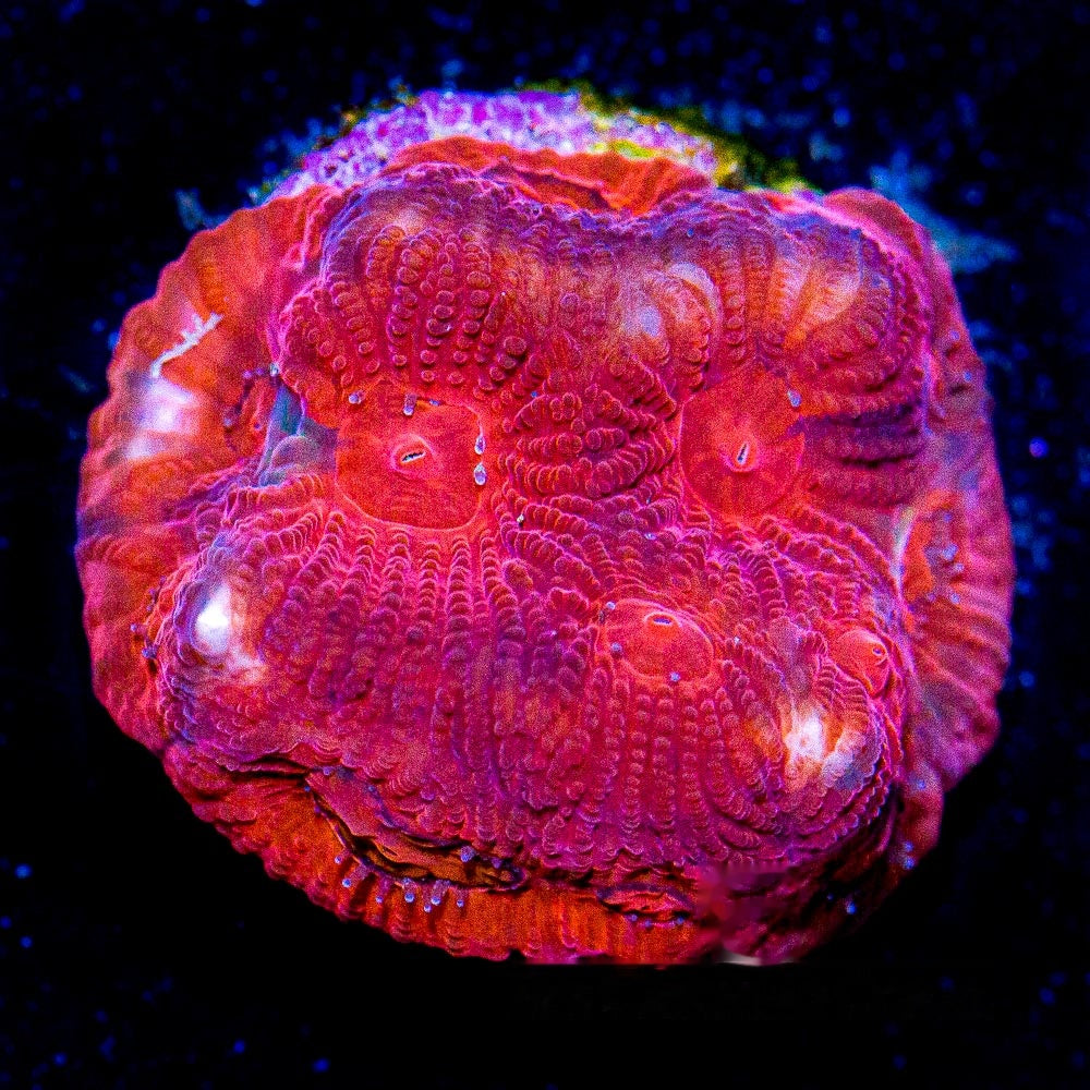 Solar Flare Favia Frag (Aquacultured) Size: M 0.75” to 1” Approx Frag
