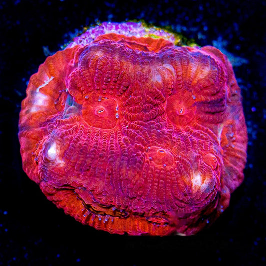 Solar Flare Favia Frag (Aquacultured) Size: M 0.75” to 1” Approx Frag