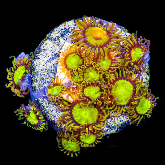 King Midas Zoanthid Frag (4+ Polyp Average, Aquacultured) Size: M 0.75” to 1” Approx Frag