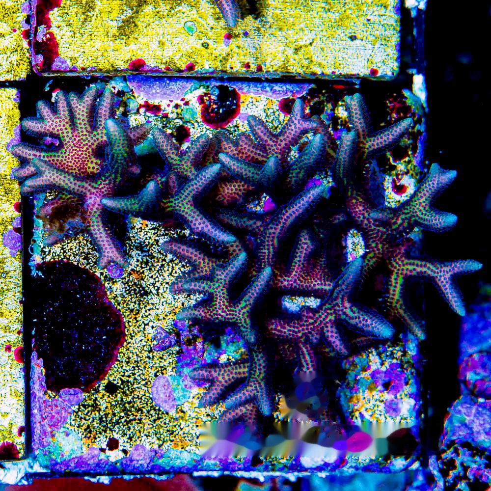 Twisted Birdsnest Frag (Aquacultured) Size: M 0.75” to 1” Approx Frag