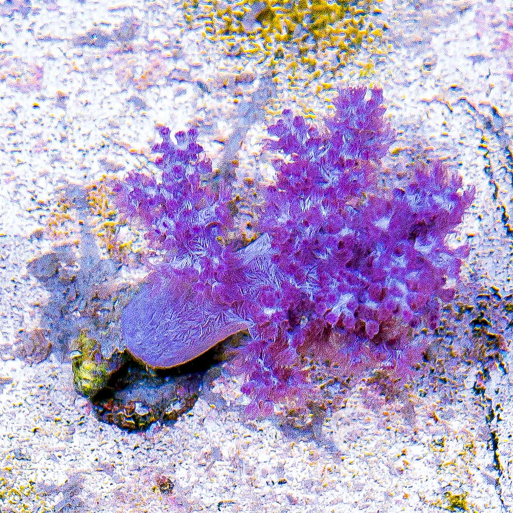 Koji Pink Nephthea Big Frag (Aquacultured) Size: M 0.75" to 1" Approx Frag