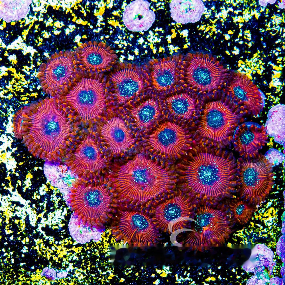 Magician Zoanthid Frag (2+Polyp Average, Aquacultured) Size: M 0.75” to 1” Approx Frag
