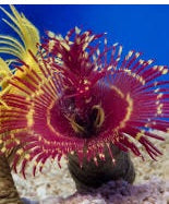 Royal Red and Yellow Combination Feather Duster Grade A (Unique) - Violet Aquarium 