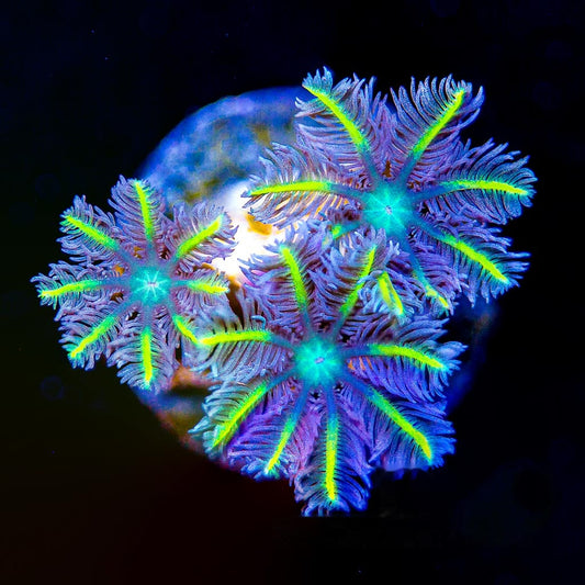 TSA Lemon Laser Clove Polyp Frag (Aquacultured) Size: M 0.75” to 1” Approx Frag