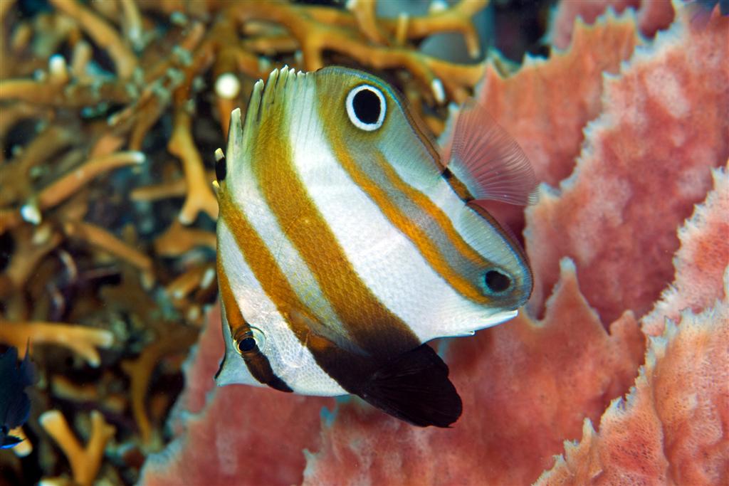 Golden Girdled Butterflyfish (Solomon Islands) Size: M 3" to 4"