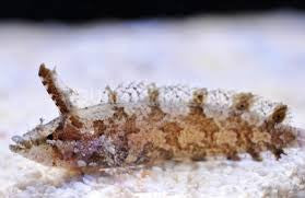 Rhino blenny