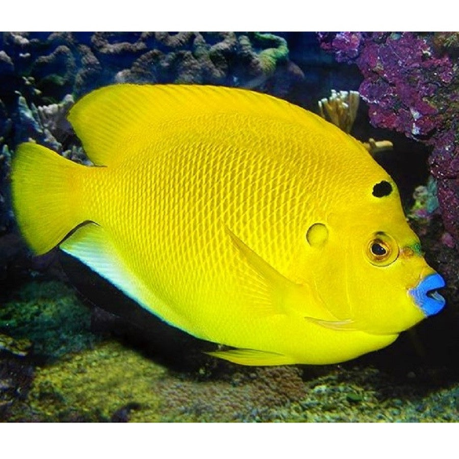 Flagfin Angelfish - Violet Aquarium