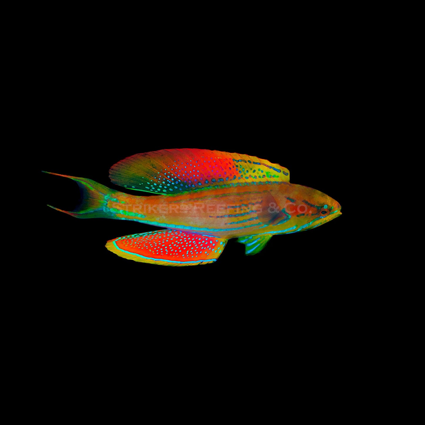 Madagascar Flasher Wrasse Supermale Size: XL 3.5" to 4" - Violet Aquarium 