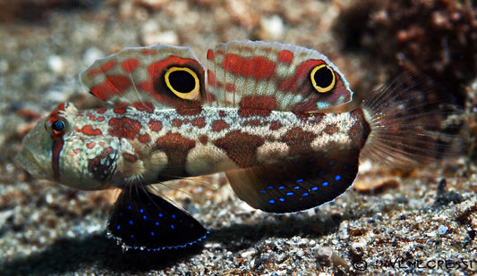 Signal Goby - Violet Sea Fish and Coral