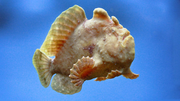 Angler Size: Tiny 1" and Below
