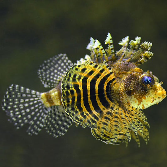 Fuzzy Dwarf Lionfish Size: ML 3" to "4