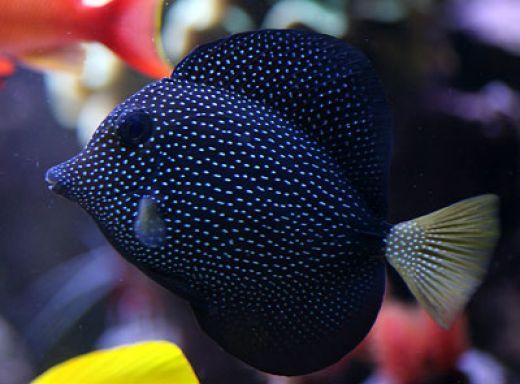 Gem Tang - Violet Sea Fish and Coral