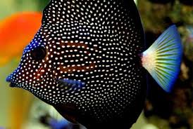 Gem Tang - Violet Sea Fish and Coral