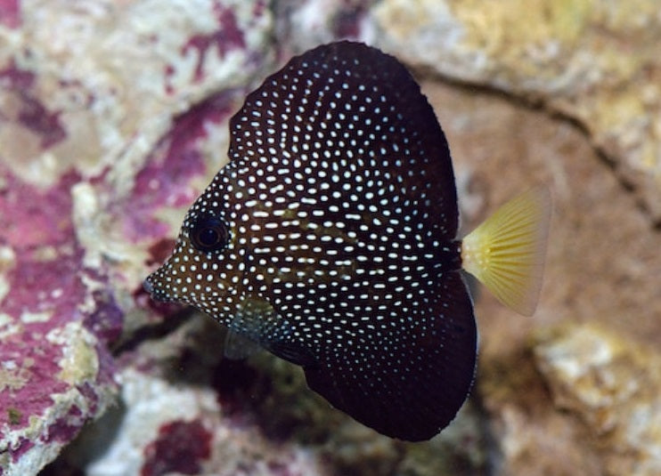 Gem Tang - Violet Sea Fish and Coral