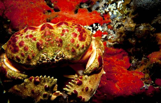 Pink and Yellow Warty Shame Face Crab (Species unknown)