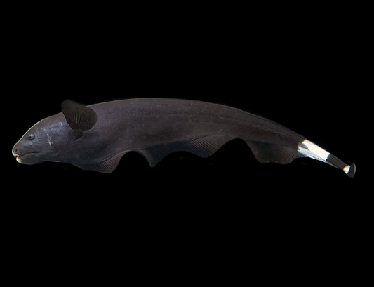 Black Ghost Knifefish