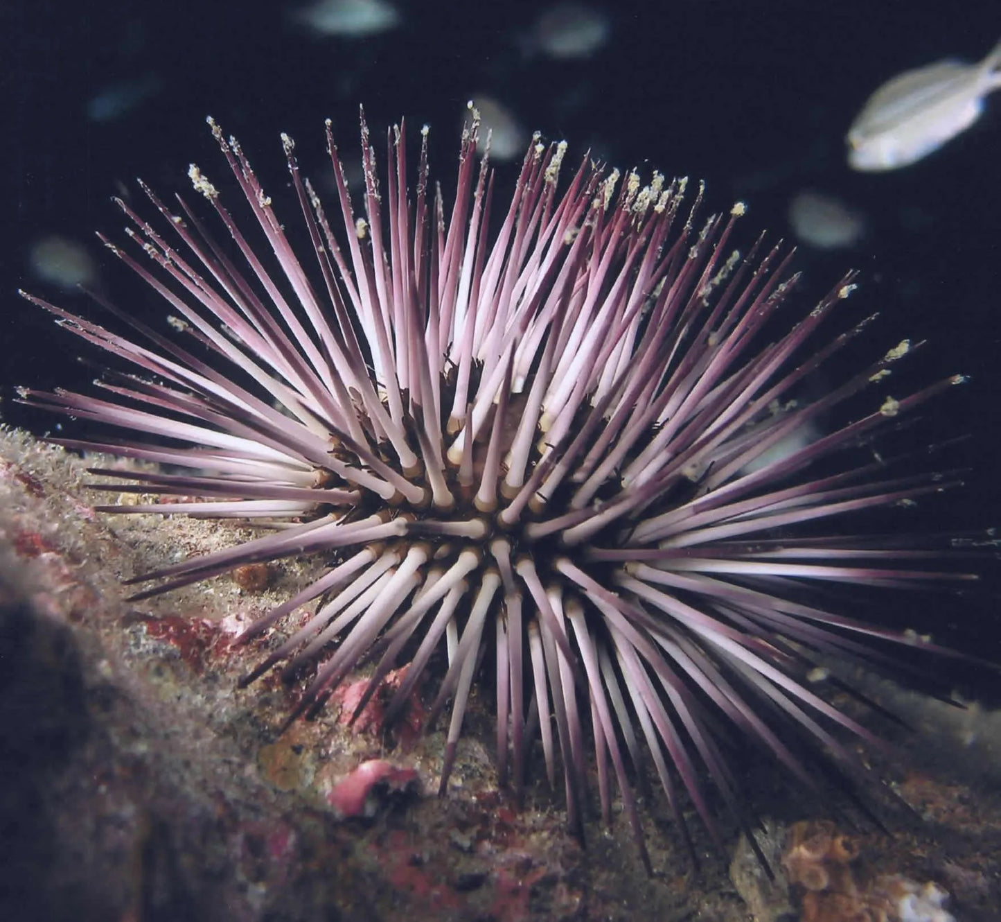 Pink Purple Pencil Urchin