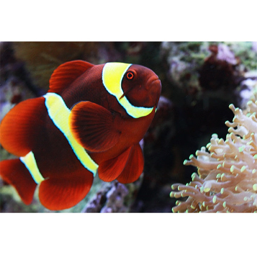 Gold Bar Maroon Clownfish Bali Grade A (Wild Caught) Size: S 1