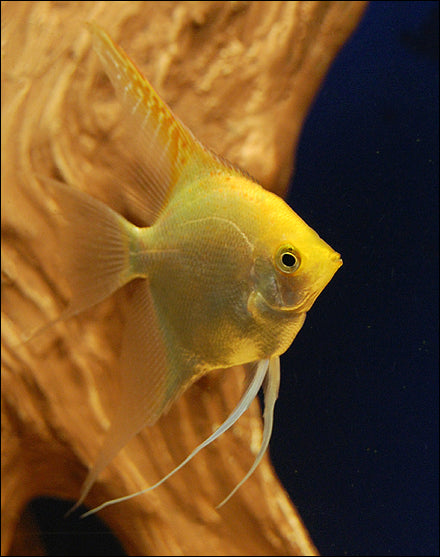 Golden Angelfish Size: ML 2" to 3"