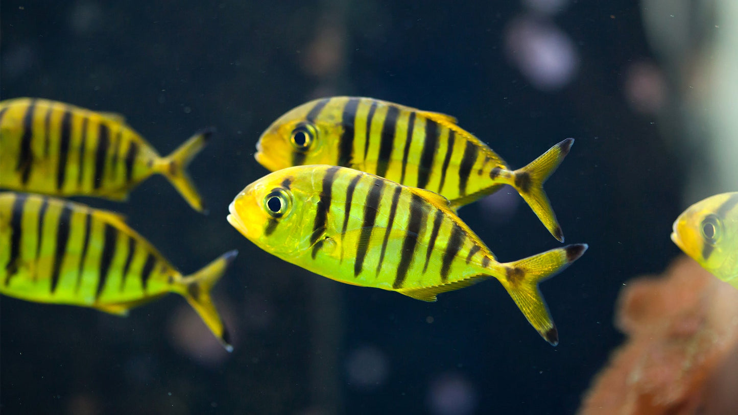 Gold Black Pilot Fish - Violet Aquarium