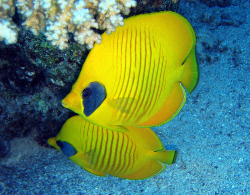 Golden Butterflyfish - Violet Aquarium