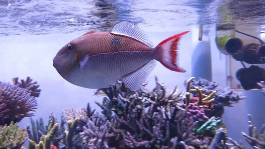 Goldenback Triggerfish Size: L 3" to 4"