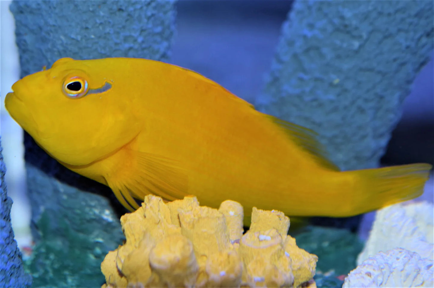 (Tahitian) Lemon Yellow Golden Hawkfish Size: XXL/Show 4" and Above