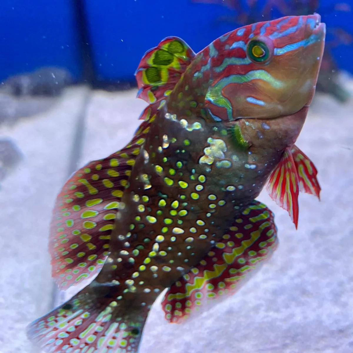 Finspot Gold Nugget Wrasse Size: M 2" to 2.5"