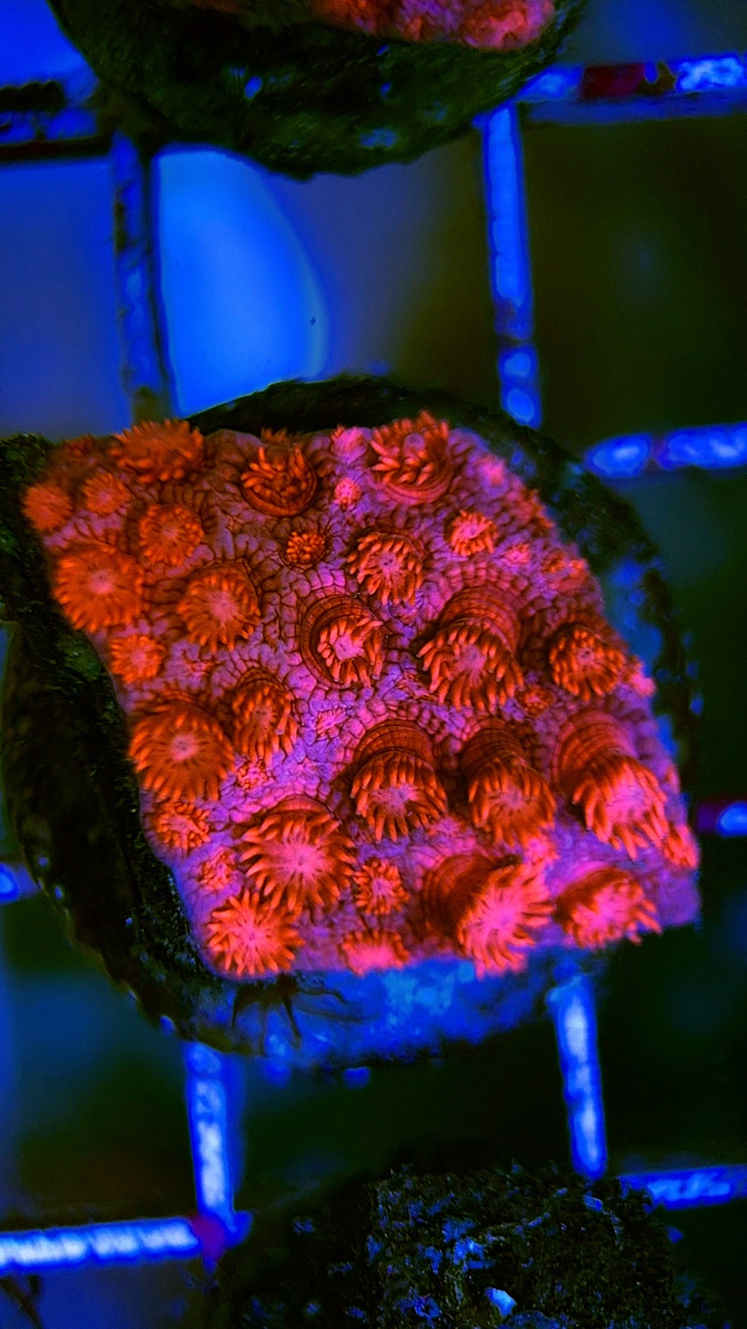 Pink Goniopora Coral