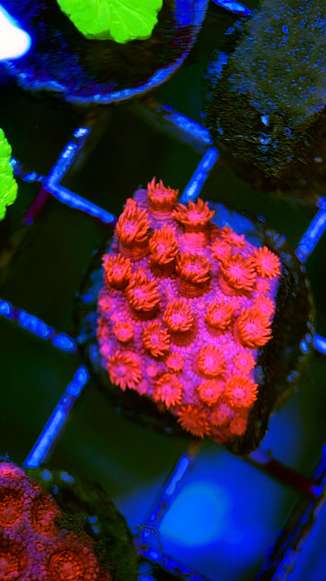 Pink Goniopora Coral
