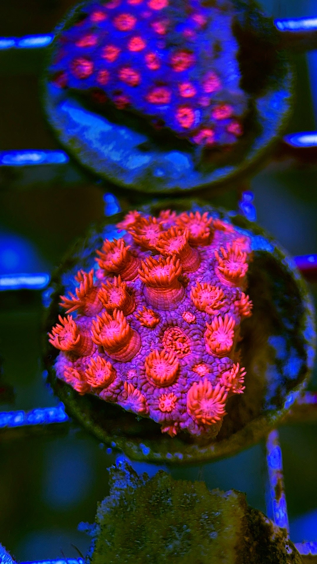 Pink Goniopora Coral