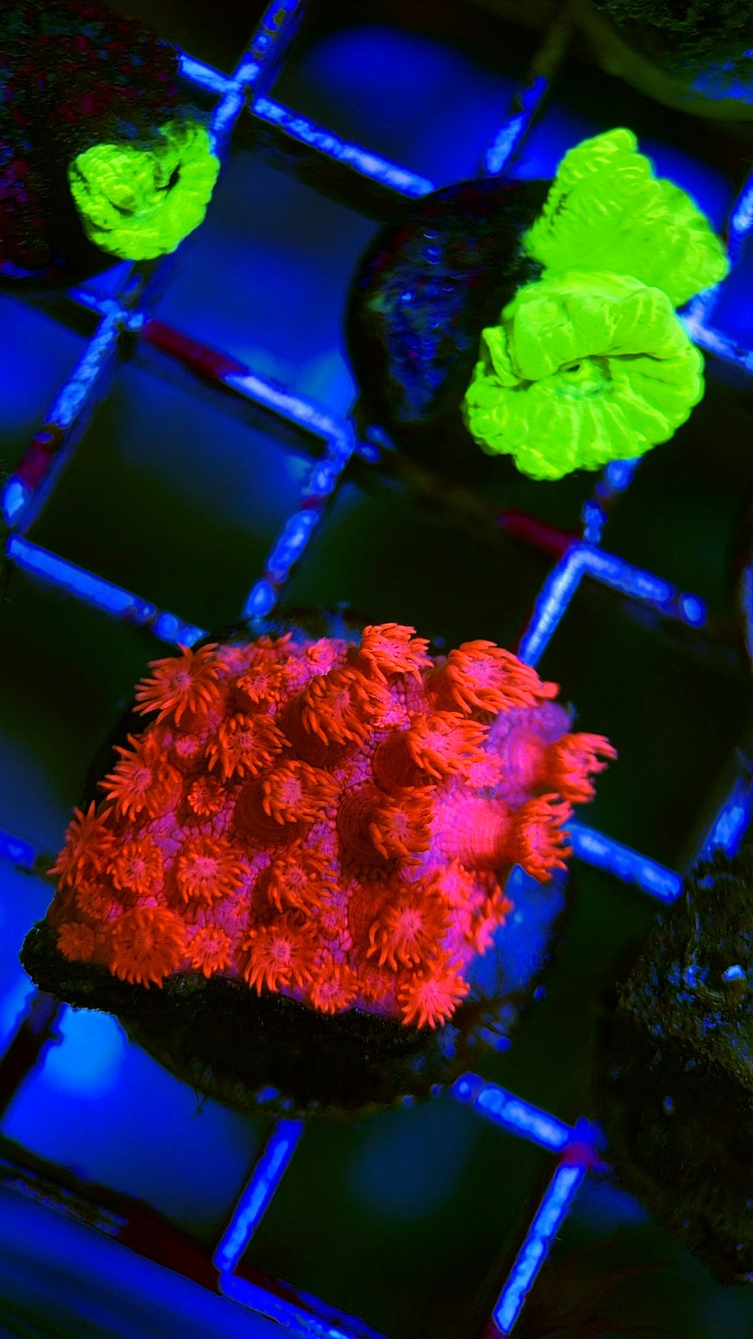 Pink Goniopora Coral
