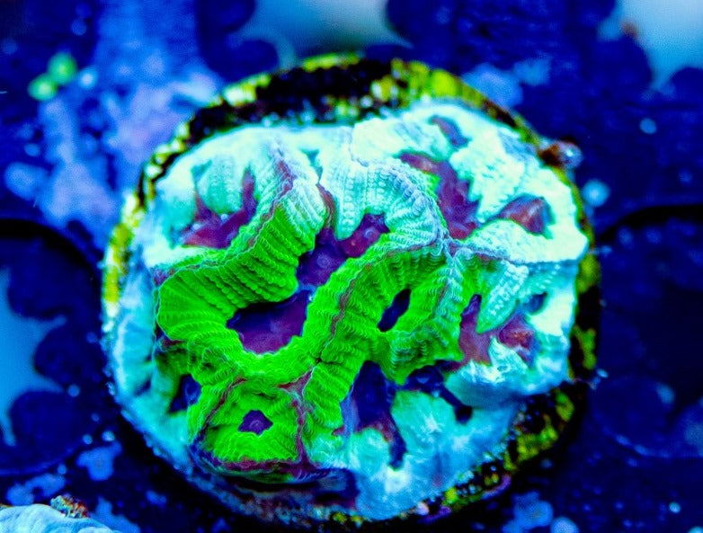 Silver Thunder Maze Goniastrea Size: M 0.5" to 0.75" Approx - Violet Aquarium 