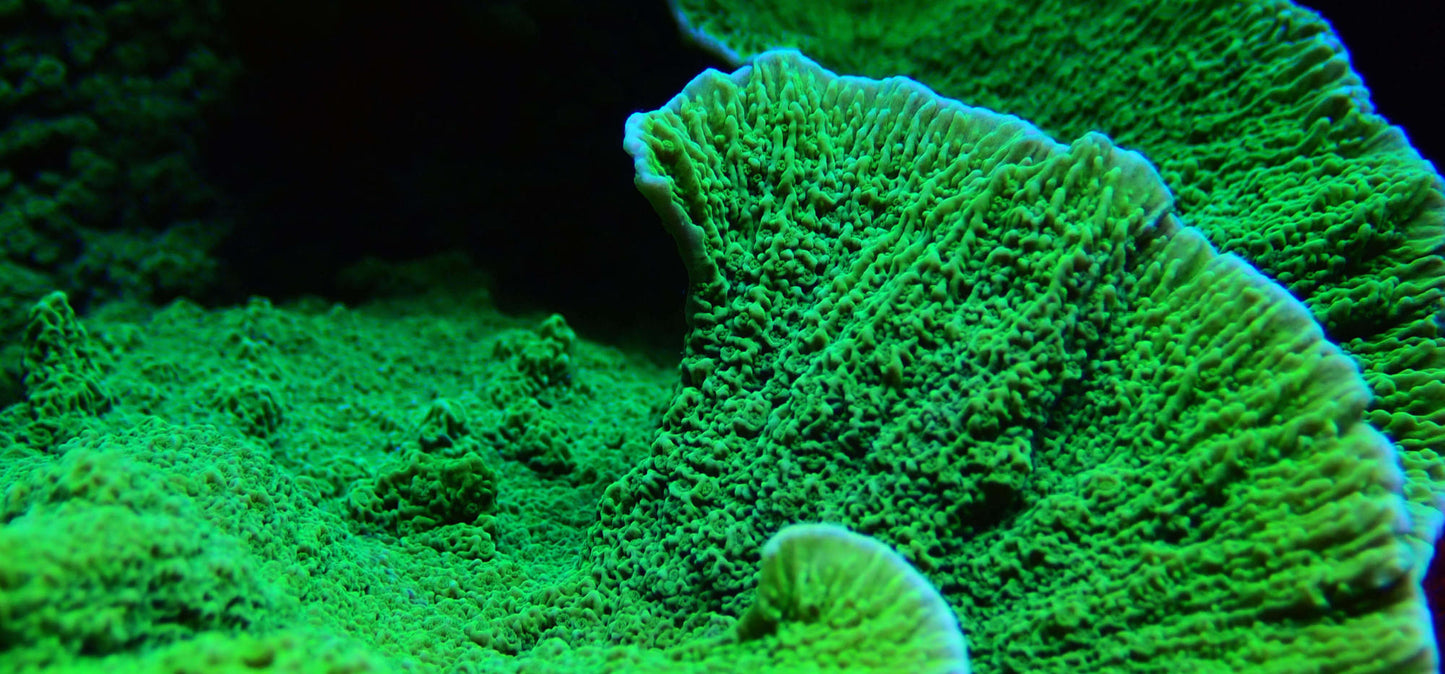 Green Montipora Assorted Size: M 0.75" to 1" Approx Frag - Violet Aquarium 
