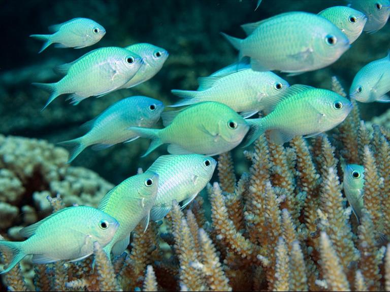 Scrom Fish Green Chromis Fish Size: L 3 and Above – Violet Aquarium