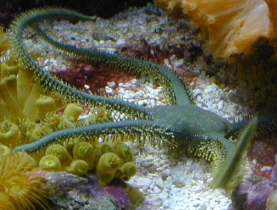 Olive Green Brittle Starfish Size: M 4" to 5"