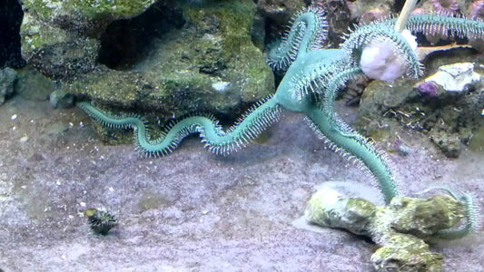 Olive Green Brittle Starfish Size: L 5" to 6"